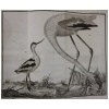 1336 espèces oiseaux par l’un des plus grands connaisseurs de l’époque 8