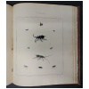 Le insectes anglais de Thomas Martyn, coloriées à la main 8